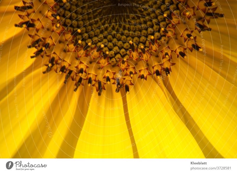 Sonnenblume - Detailaufnahme gelb Blume Sommer Pflanze Blüte Natur Nahaufnahme Farbfoto Blatt Dekoration & Verzierung Garten Blumenstrauß Detailausschnitt