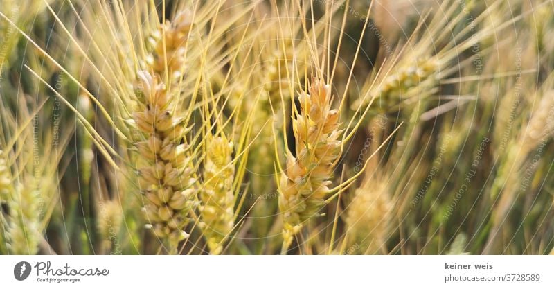 Weizenähren in einer Nahaufnahme Weizenfeld Weizenkörner Weizenernte Feld Außenaufnahme Pflanze Sommer Natur Farbfoto Getreide Nutzpflanze Menschenleer