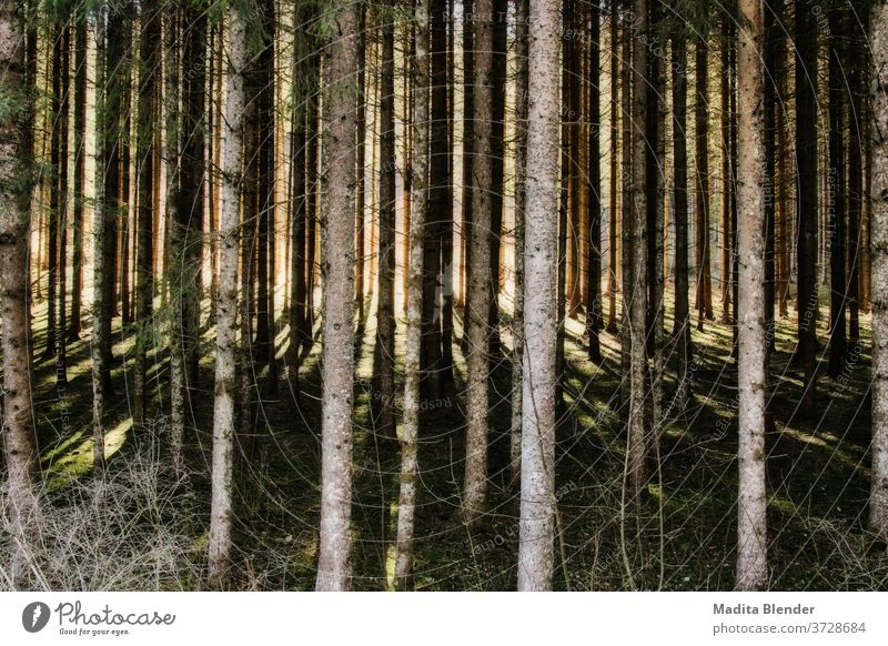 Lichtspiel im Wald Natur Baum Schattenspiel Menschenleer Landschaft