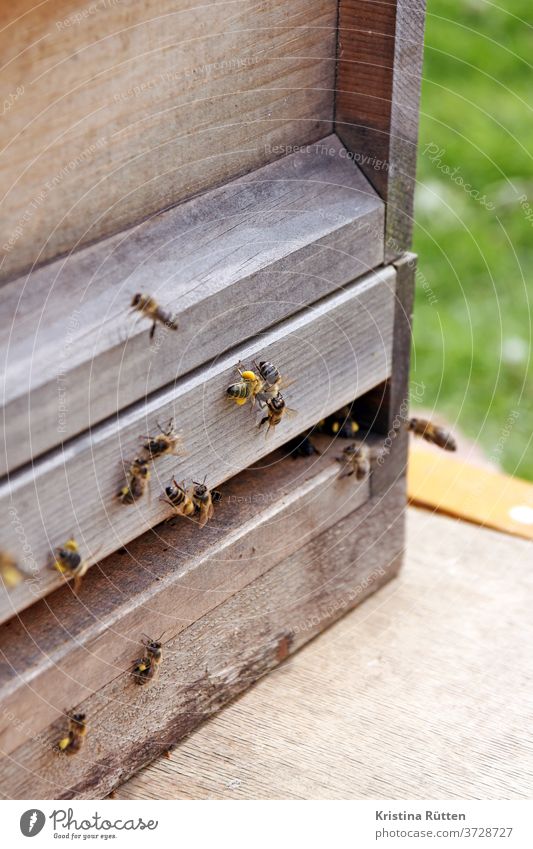 bienen am bienenstock honigbienen bienenvolk nisthöhle imkern anflug ankommen blütenstaub pollen höschen beute holz bienenstand imkerei natur tiere tierschutz