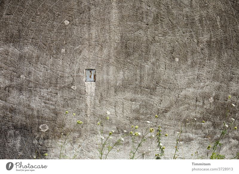 Alte Mauer und zartes Grün hoch Putz alt Öffnung Wand Blumen Blüten grau grün weiß Menschenleer Spuren