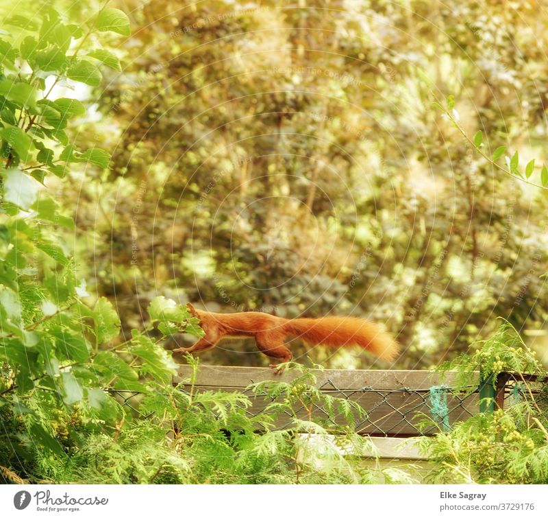 Eichhörnchen sprintet im schnellen Lauf über Zäune und Bäume Wildtier Farbfoto Natur Außenaufnahme Menschenleer Tag