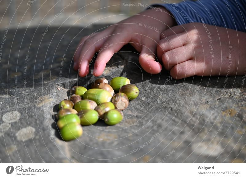 Eicheln im Herbst mit Hand sammeln Ernte Erntedankfest Natur Pflanze frisch Nahaufnahme Achtsamkeit Jahreszeiten