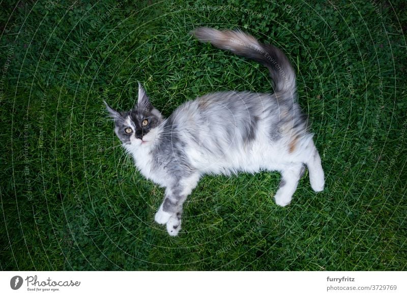 Maine Coon Katze liegend auf Gras maine coon katze Langhaarige Katze Rassekatze Haustiere im Freien Vorder- oder Hinterhof Garten grün Natur Rasen Wiese Fell