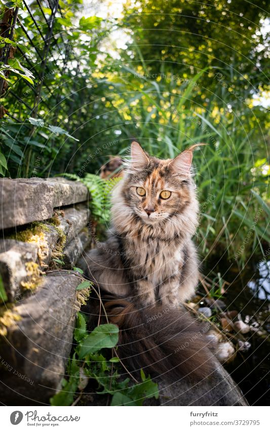 Maine Waschbär Katze neben dem Teich maine coon katze Langhaarige Katze Rassekatze Haustiere Schildpattkatze Kattun im Freien Vorder- oder Hinterhof Garten grün