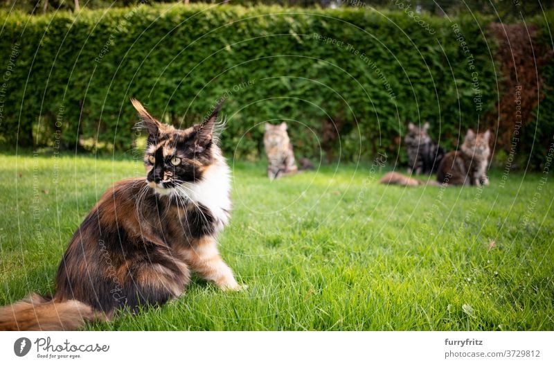 Gruppe von Maine Coon Katzen im Garten maine coon katze Langhaarige Katze Rassekatze Haustiere Kattun Schildpattkatze im Freien Vorder- oder Hinterhof grün