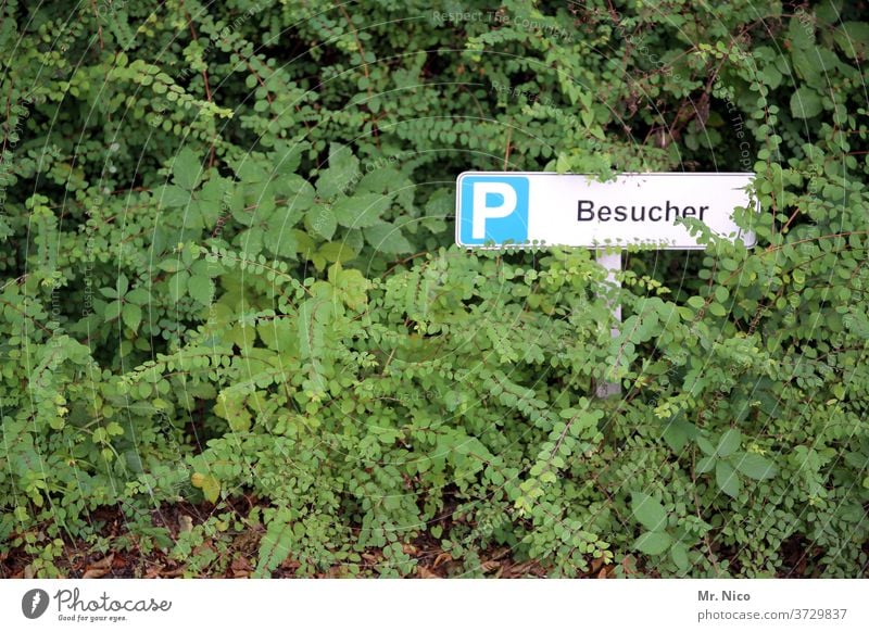 Besucherparkplatz Parkplatz Schilder & Markierungen parken Hinweisschild Sträucher Pflanze gebüsch grün für Besucher Schriftzeichen parkplatzmarkierung