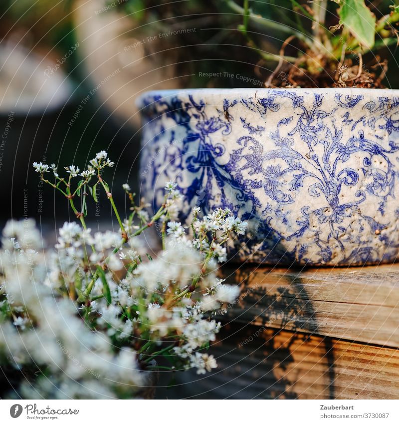 Schale aus Porzellan mit Blumen auf Terrasse oder Balkon Blumenschale Balkonien Pflanzen blau weiß Holz Holzterrasse Sonne Schatten verträumt Abendsonne