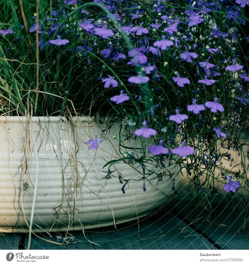 Schale aus Porzellan mit blauen Blumen auf Terrasse oder Balkon Blumenschale Balkonien Pflanzen weiß Holz Holzterrasse Sonne Schatten verträumt Abendsonne