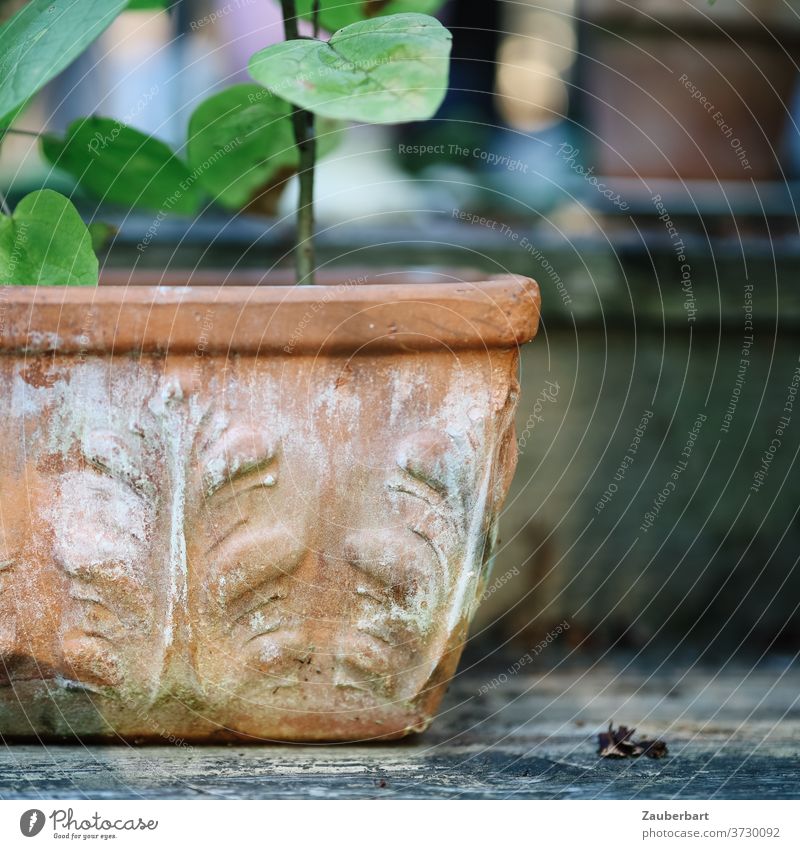Blumenkübel aus Terrakotta mit Grünpflanze Blumenschale Terrasse Balkon Topf Blumentopf Pflanze Garten grün Gartenarbeit Nahaufnahme Ruhe friedlich Gärtner