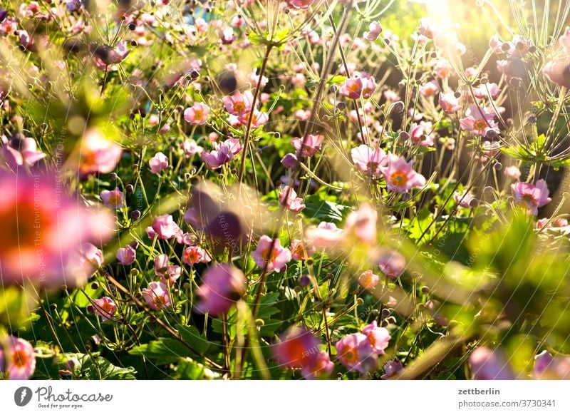 Herbstanemonen blume blühen blüte erholung ferien garten kleingarten kleingartenkolonie menschenleer natur pflanze ruhe schrebergarten sommer strauch