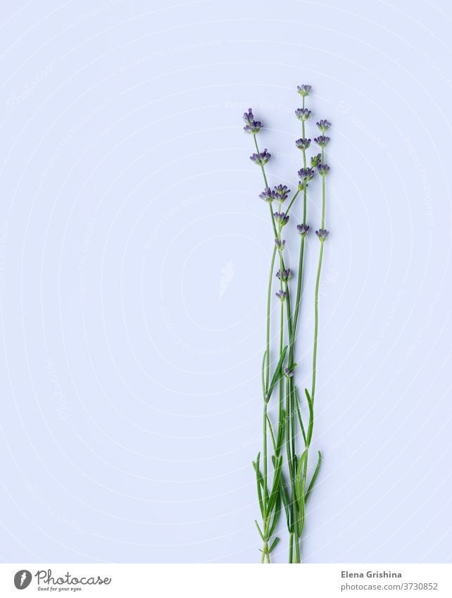Blühender Lavendel auf weißem Hintergrund. Raum kopieren. Natur minimales Design Textfreiraum flache Verlegung Aromatherapie purpur Kraut Blume Fliederbusch