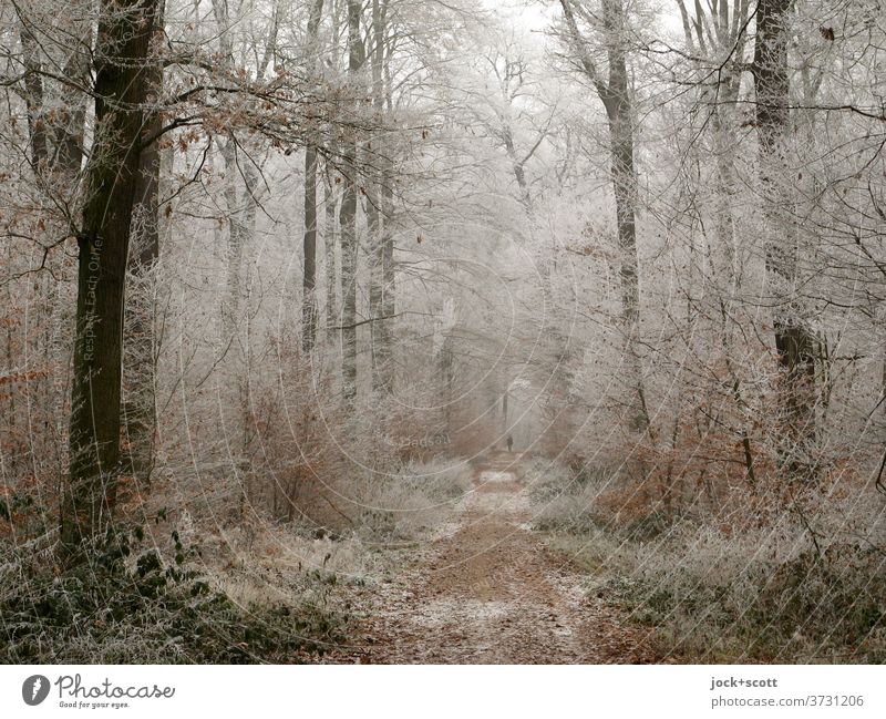 Waldweg winterlich Natur Frost natürlich authentisch kalt ruhig Weisheit Idylle Inspiration Klima Bäume frostig diesig Wege & Pfade Winter Winterstimmung Eis