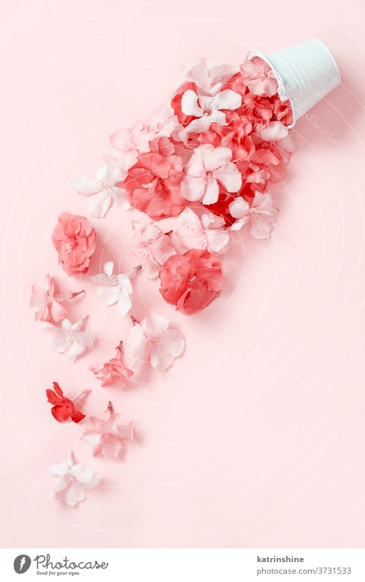 Blumen fallen aus einem weißen Eimer herunter rosa hellrosa runtergefallen Draufsicht Monochrom Frauentag hochzeitlich Engagement Frühling Pastell Gruß