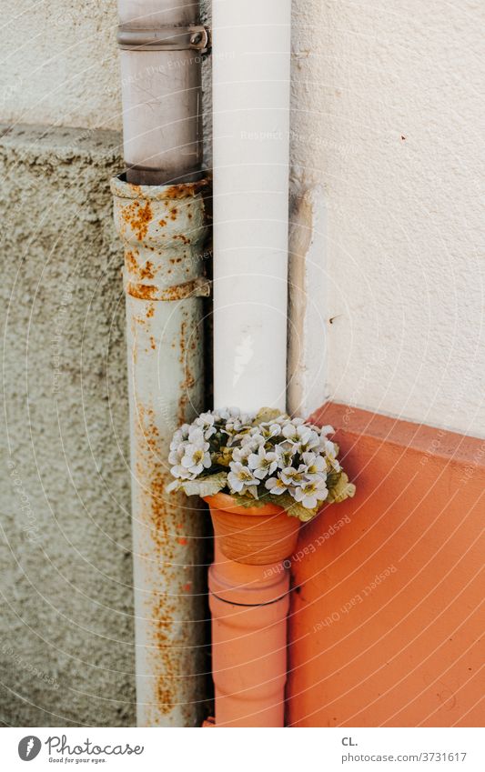 alte liebe rostet nicht Rohr Blumenstrauß skurril lustig ungewöhnlich Rost kreativ Kreativität Zuneigung Rohrleitung Wand Fallrohr Idee