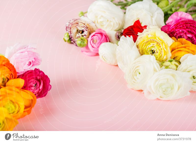 Hahnenfuß Hahnenfuß Blumen in verschiedenen Farben Ranunculus Blumenstrauß Ranunkel rosa Frühling Tag Haufen Mütter Text Blüte Natur Makro Geburtstag Blütezeit