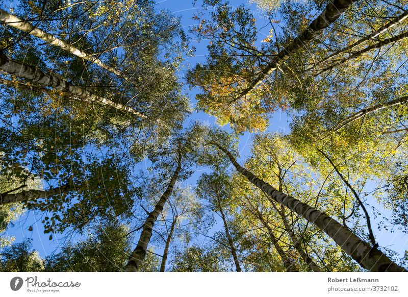gefärbtes Herbstlaub im Wald (Birke) erstaunlich Hintergrund schön Schönheit hell braun Farbe farbenfroh Laubwerk grün Blätter Ahorn Natur Oktober orange