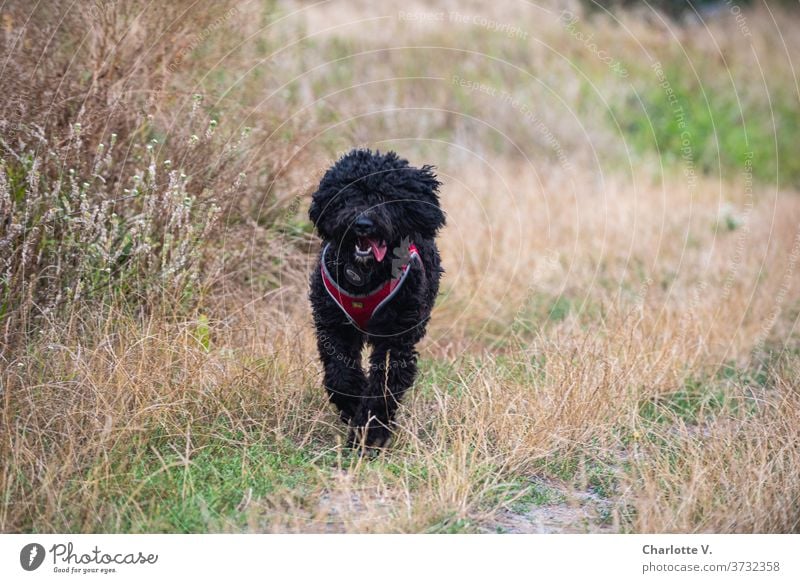 Vorfreude | Gleich gibt´s ein Leckerli! Hund laufen Tier Haustier Säugetier Außenaufnahme Farbfoto Spaziergang Natur Tierporträt Wiese Gras Tag Sommer niedlich