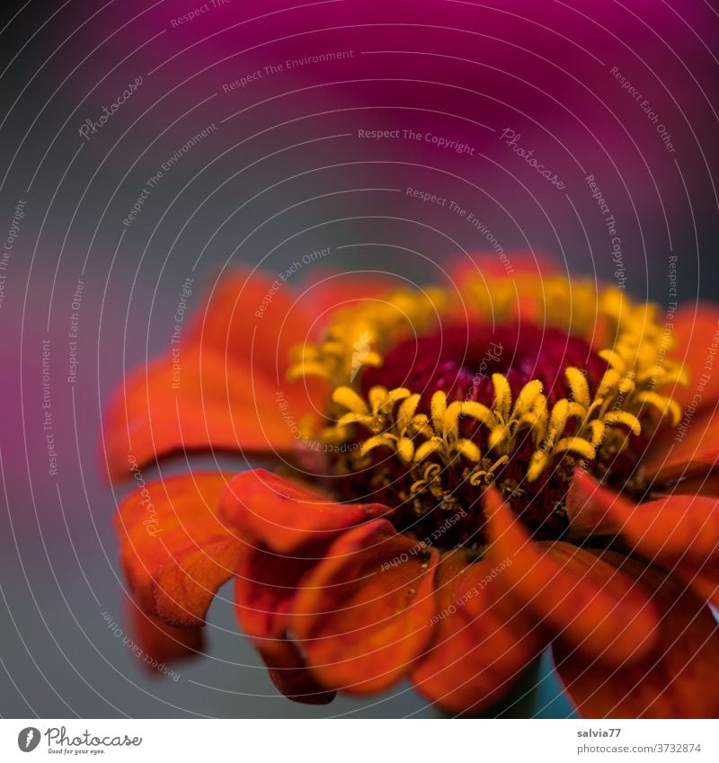 Die Zinnie - Königin der Blumen Asteroidae Blüte Blühend Duft Pflanze Sommer rot gelb Natur Farbfoto Schwache Tiefenschärfe Nahaufnahme Menschenleer ästhetisch