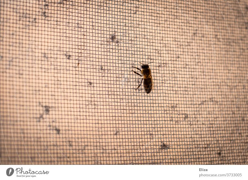 Eine Biene sitzt auf einem Fliegengitter Insekt krabbeln gefangen Netz Gitter Struktur Detailaufnahme hell einzeln isoliert