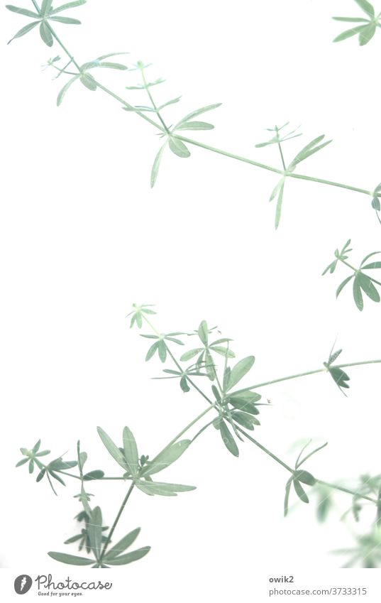 Zerbrechlich Pflanze Zierpflanze Zweig dünn einfach Detailaufnahme Nahaufnahme Farbfoto Muster Strukturen & Formen Menschenleer Textfreiraum Mitte abstrakt