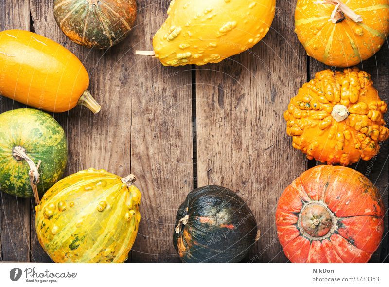 Sortiment von Herbstkürbissen Kürbis fallen Saison Ernte Gemüse saisonbedingt Dekoration & Verzierung herbstlich Natur Oktober Squash Farbe natürlich Tisch