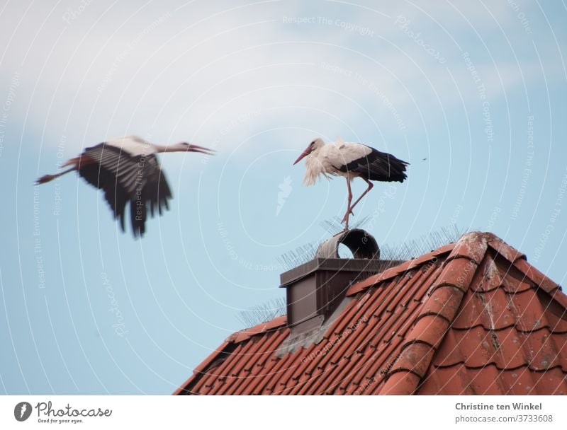 Architektur und Natur | Ein Storch im Landeanflug auf ein rotes Hausdach, auf dem ein anderer Storch schon wartet Storchenpaar 2 Vogel Tier Wildtier Weißstorch