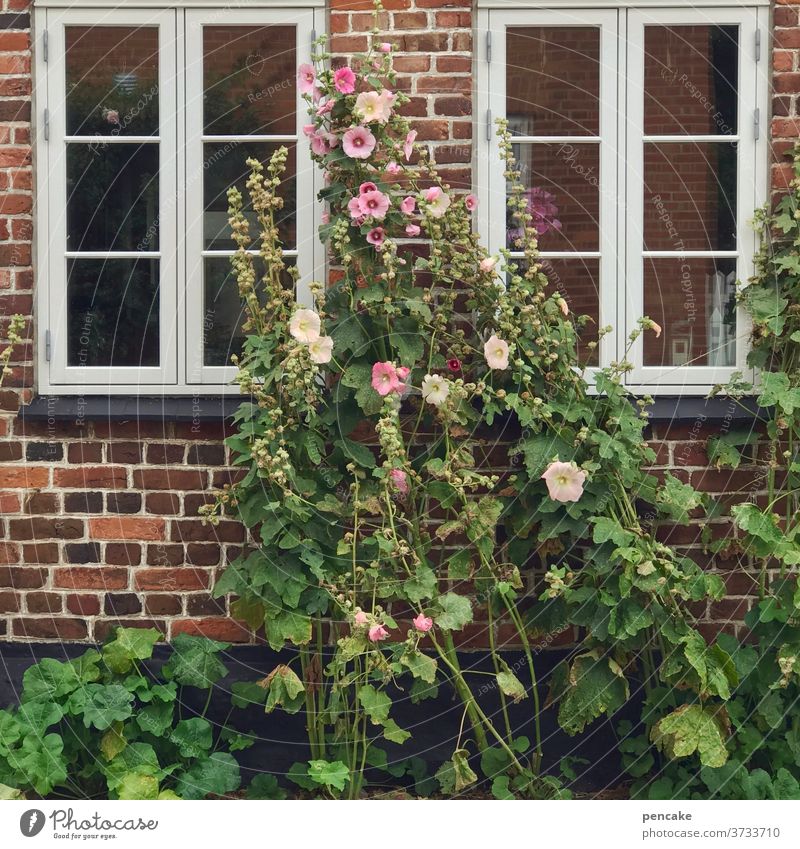 architektur und natur | lebendiges miteinander Haus Backsteinhaus Stockrose Natur gemütlich Dänemark Ringkøbing wachsen Blüte Detailaufnahme Nahaufnahme Fenster