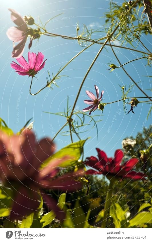 Cosmos bipinnatus blume blühen blüte erholung ferien garten himmel kleingarten kleingartenkolonie menschenleer natur pflanze ruhe schrebergarten sommer strauch