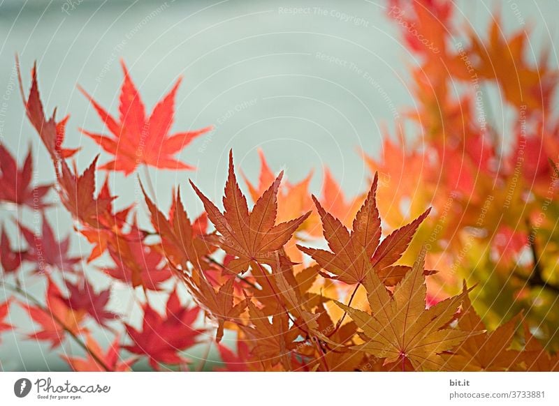 Natur & Architektur l Herbstlaub vor Mauer herbstlich Herbstfärbung Herbstbeginn Blätter Blätterdach Blatt Indian Summer Altweibersommer leuchten