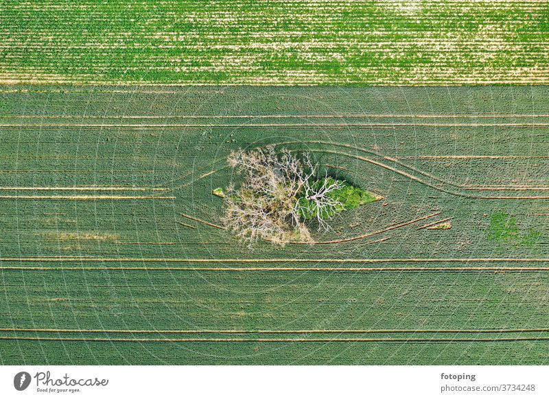 abgestorbener Baum von oben Bild Luftbild Drohne Drohnenbilder Luftaufnahme Vogelperspektive Pflanzen Ast Zweig Stamm Baumstamm Umwelt Natur Naturschutz