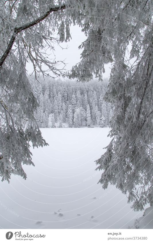 nicht mehr soooo weit weg - verschneite Tanne Baum Schnee Eis Winter Nadelbaum schneebedeckt Winterlandschaft weiß Nebel kalt Frost eisig schlechtes Wetter