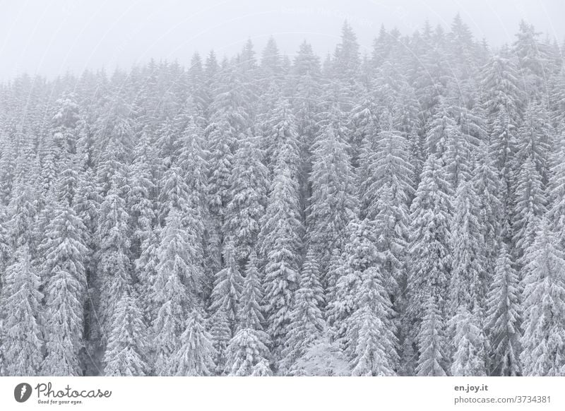 Schnee is schee Winter Tannen Bäume Wald Schneelandschaft Winterstimmung Winterurlaub Wintertag Winterwald kalt Frost frostig Nadelwald Nadelbäume Schwarzwald