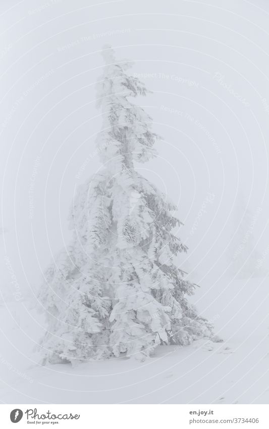 nicht mehr soooo weit weg - verschneite Tanne Baum Schnee Eis Winter Nadelbaum schneebedeckt Winterlandschaft weiß Nebel kalt Frost eisig eins schlechtes Wetter