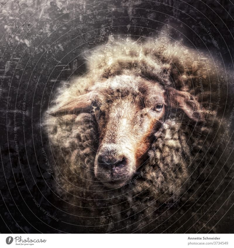 Schaf Vintage Tier Wolle Natur Außenaufnahme Säugetier Fell Nutztier Tierporträt