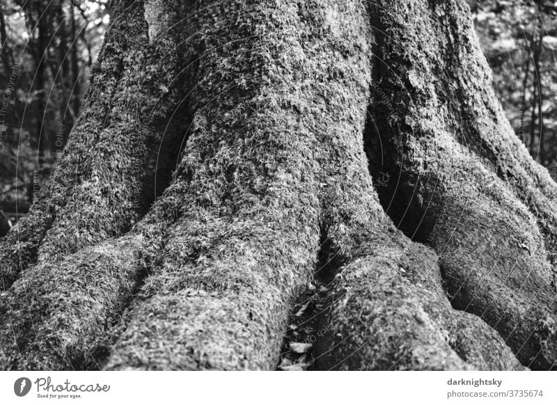 Baum Stamm einer Buche mit viel Moos im Wald Fagus Natur Wurzeln Strunk Holz Natürlich Stock Wurzelstock Farbfoto Baumstamm Umwelt Blatt Tag Außenaufnahme