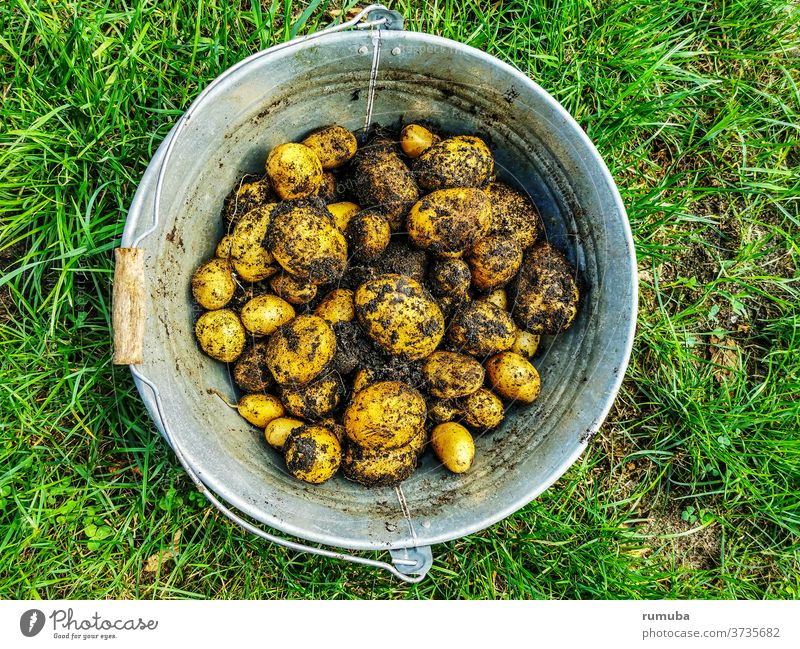 Kartoffeln, frisch geerntet, im Eimer, ungewaschen, voller Erde Menschenleer Außenaufnahme Farbfoto Gemüsemarkt Gemüseladen Wochenmarkt Korb Ernte