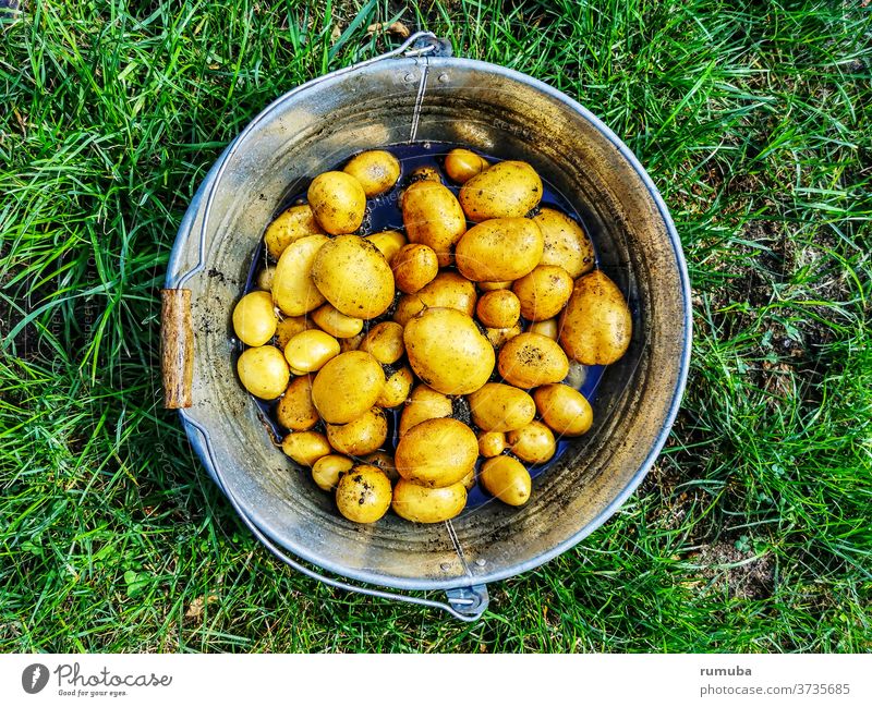 Kartoffeln, frisch geerntet, im Eimer Menschenleer Außenaufnahme Farbfoto Gemüsemarkt Gemüseladen Wochenmarkt Korb Ernte Kartoffelernte lecker