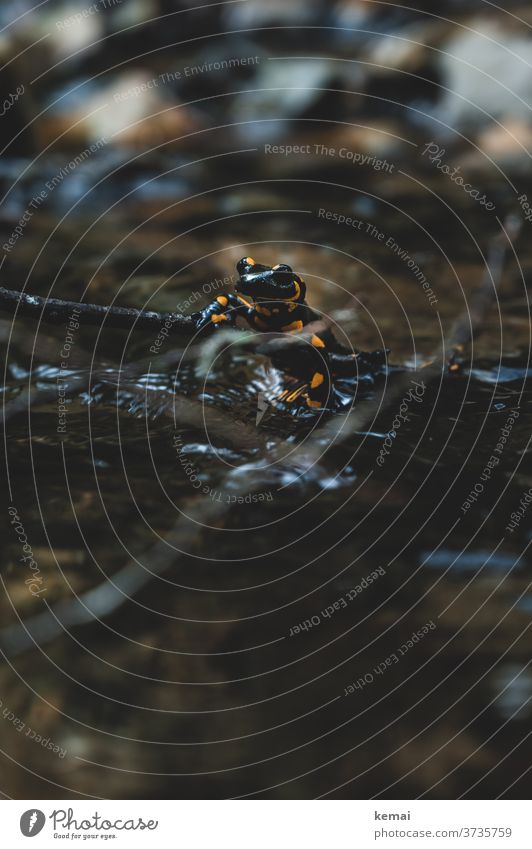 Feuersalamander im Wasser Salamander Stein schauen sitzen Blick in die Kamera Froschperspektive schwarz gelb Tier Tierporträt Schwache Tiefenschärfe Natur Fauna