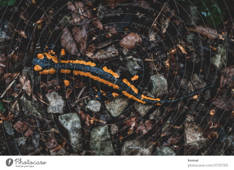 Feuersalamander von oben Salamander Stein Boden sitzen schwarz gelb Tier Tierporträt Schwache Tiefenschärfe Natur Fauna Amphibie Draufsicht Vogelperspektive