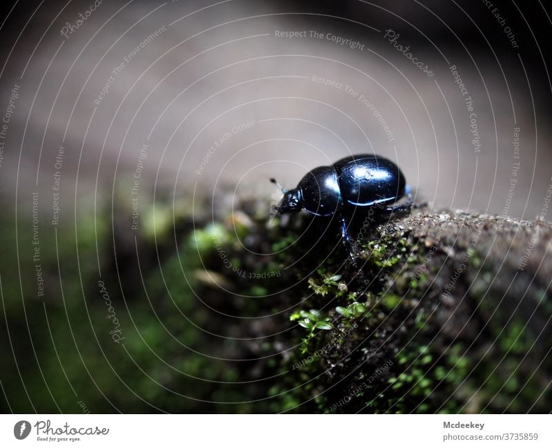 einsamer Käfer Insekt Insekten Makroaufnahme Nahaufnahme makrofotografie Tier Tierporträt Tierfotografie käferperspektive Waldboden Moos Stein schillernd Panzer