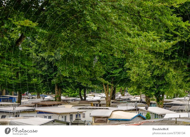 Dauercamper Campingplatz unter riesigen Bäumen grün Außenaufnahme Farbfoto Tag Natur Menschenleer Abenteuer Sommerurlaub Erholung Freiheit