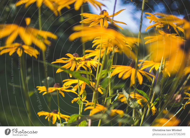 Gelber Sonnenhut / Rudbeckia in der Morgensonne gelber Sonnenhut Nahaufnahme verschwommen Blumen Blüte Pflanze Natur Sommer Garten Schwache Tiefenschärfe