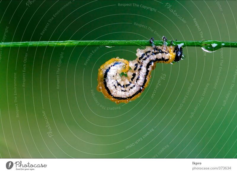 Raupe der Papilionidae im Kopfästemoor Sommer Garten Natur Pflanze Weiche Behaarung Tropfen wild blau braun gelb grau grün schwarz Farbe Ritterfalter Italien