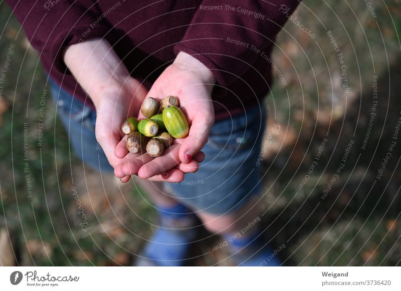Hände mit Eicheln im Herbst Hand sammeln Wald Spaziergang Ernte Blatt braun pflücken Außenaufnahme lecker Natur reif