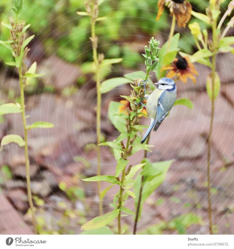 Eine Blaumeise spielt Specht Meise Singvogel Vogel leicht Leichtigkeit beobachten im Freien Blaumeisen Gefieder Spätsommer Gartenpflanzen blau Sonnenhut