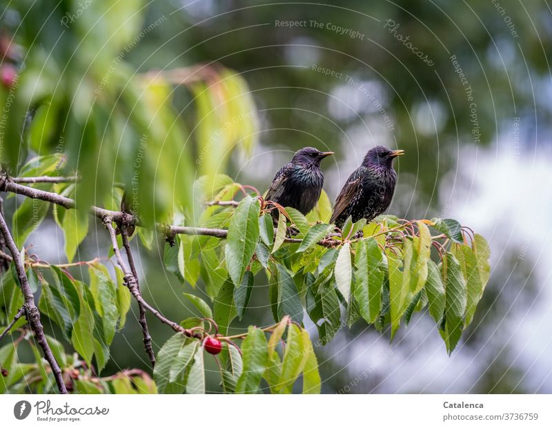 Zwei Stare sitzen gesättigt auf einem Kirschbaum Ast und halten Ausschau nach Rivalen Tier Vogel Pflanze Kirsche Steinobst Rot Grün Baum Frühling schauen