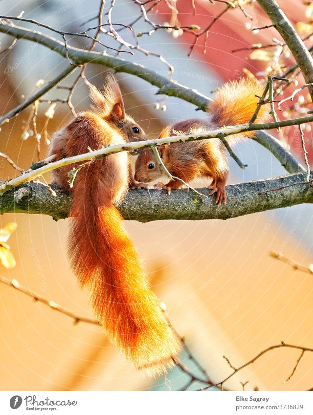Eichhörnchen Mutter und Kind, was sie dem Kleinen wohl ins Ohr flüstert ? Natur Farbfoto Menschenleer Tier Tierporträt Wildtier Außenaufnahme Fell
