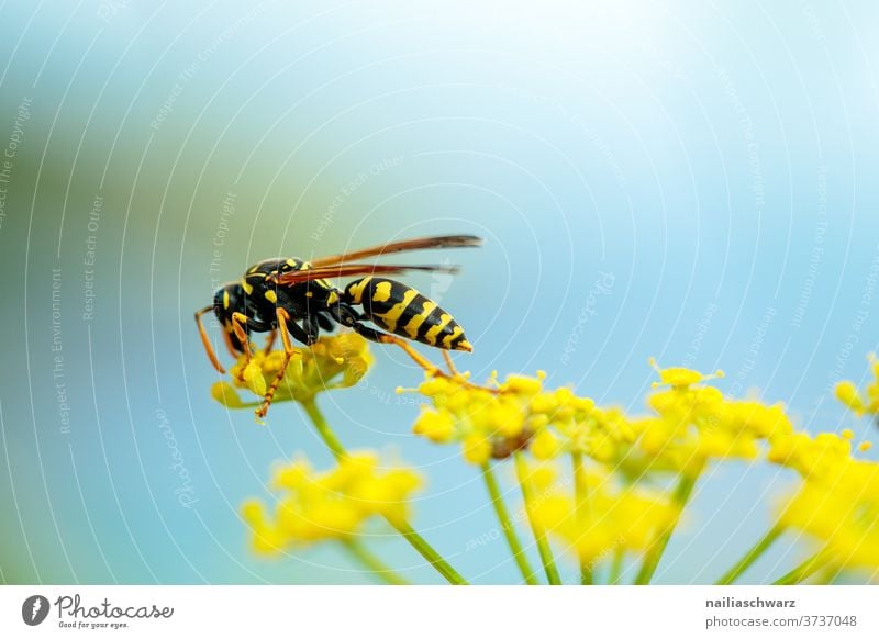 Wespe Wespen Insekt Ganzkörperaufnahme Tierporträt Kontrast Licht Detailaufnahme Nahaufnahme Außenaufnahme Farbfoto Nektar schwarz gelb Flügel Biene Wildpflanze