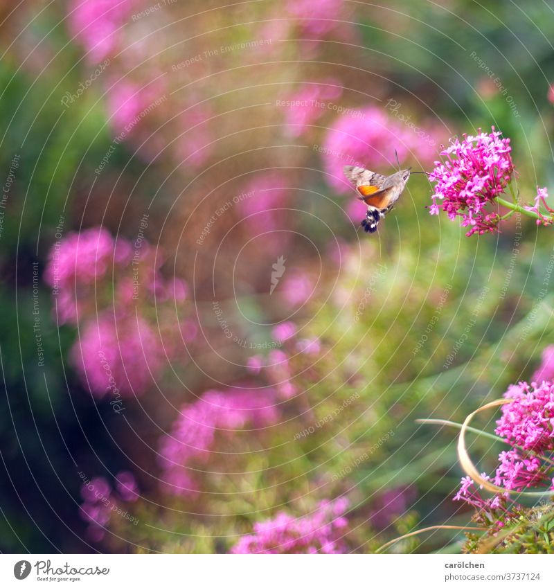 Kolibrifalter an Wildblumen Taubenschwänzchen unscharfer Hintergrund Insekt Natur nektar sammeln Nektar Rüsseltiere Blume Garten Falter